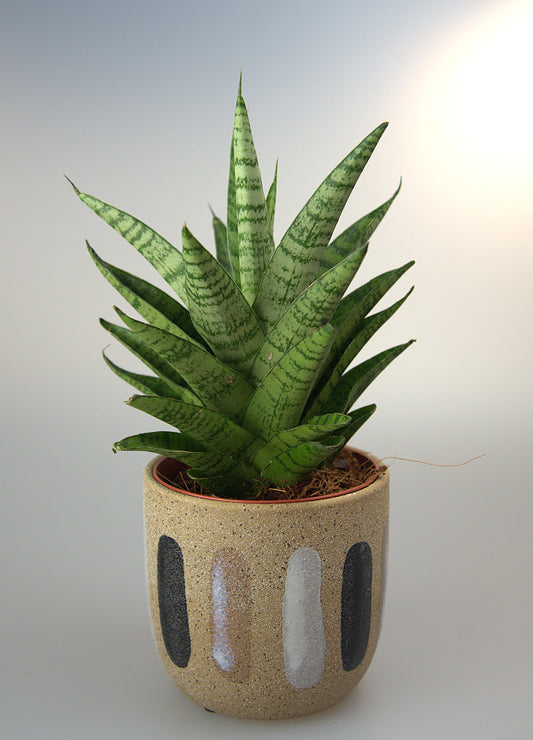 Sansevieria Tough Lady