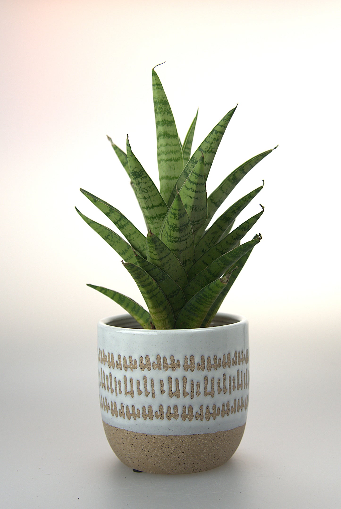 Sansevieria Tough Lady