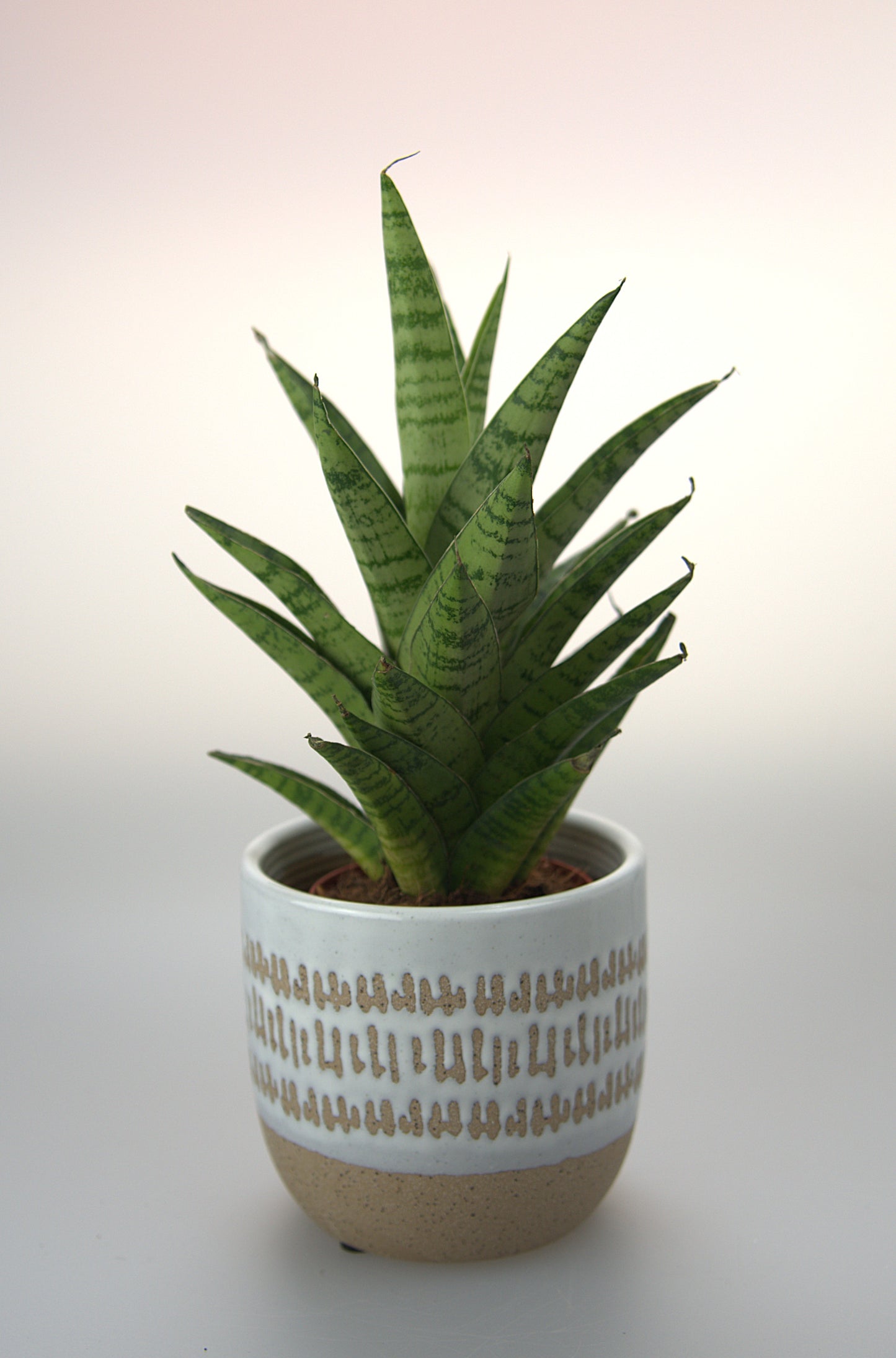 Sansevieria Tough Lady