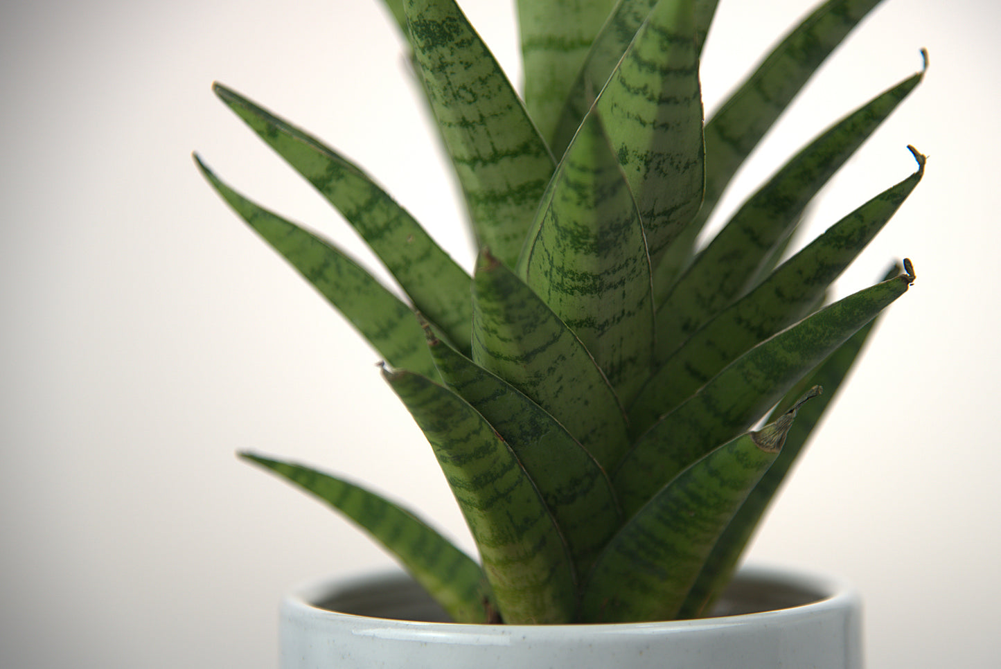 Sansevieria Tough Lady