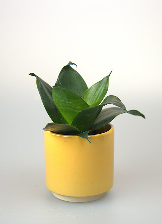Sansevieria Trifasciata Hahnii Black Dragon