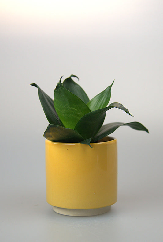 Sansevieria Trifasciata Hahnii Black Dragon