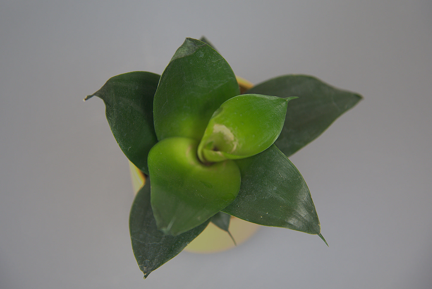 Sansevieria Trifasciata Hahnii Black Dragon
