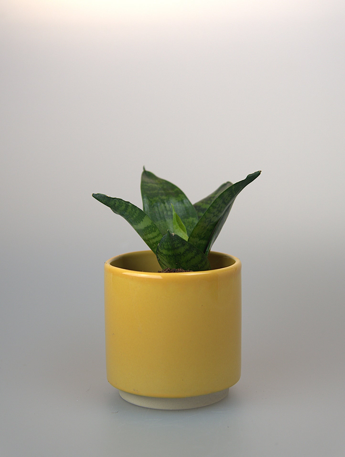 Sansevieria Trifasciata Hahnii Green
