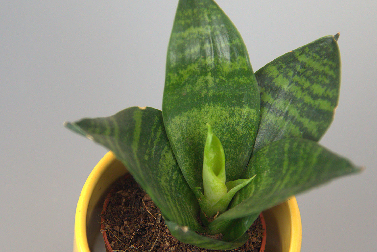 Sansevieria Trifasciata Hahnii Green