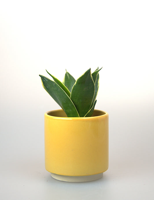 Sansevieria Trifasciata Hahnii Honey Bunny