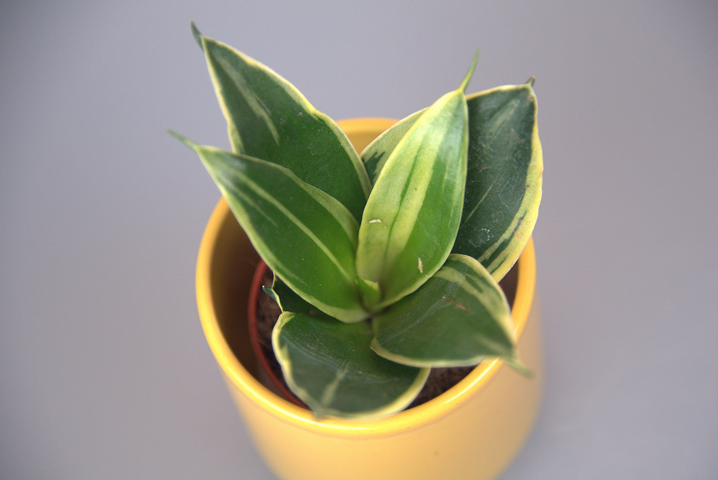 Sansevieria Trifasciata Hahnii Honey Bunny