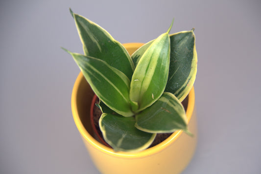 Sansevieria Trifasciata Hahnii Honey Bunny