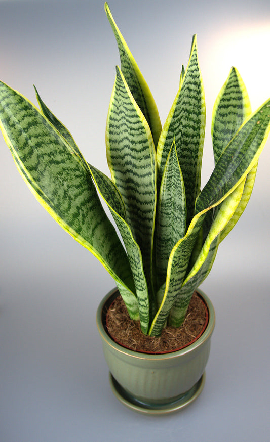 Sansevieria Trifasciata Laurentii