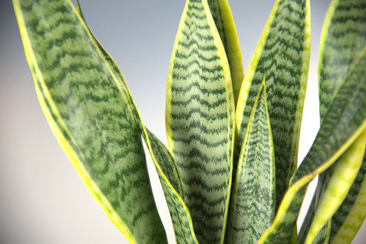 Sansevieria Trifasciata Laurentii
