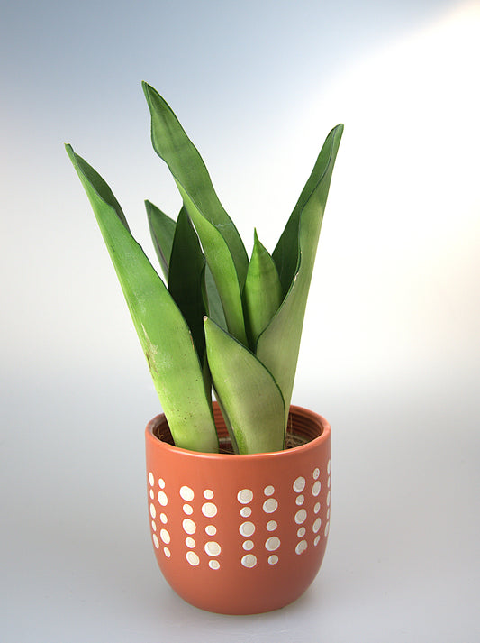 Sansevieria Trifasciata Moonshine