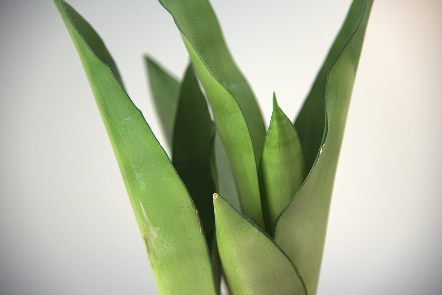 Sansevieria Trifasciata Moonshine