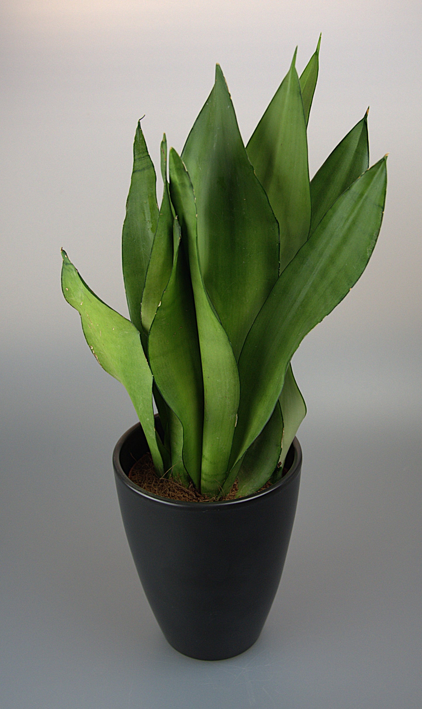 Sansevieria Trifasciata Moonshine