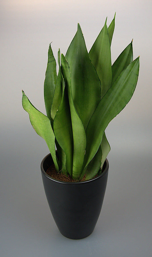 Sansevieria Trifasciata Moonshine