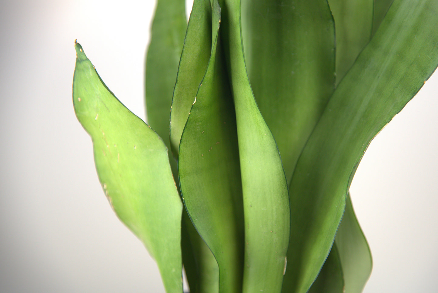 Sansevieria Trifasciata Moonshine