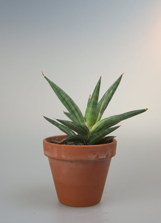 Sansevieria ALL Night Star