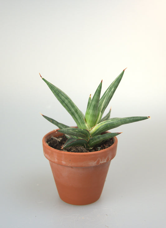 Sansevieria ALL Night Star