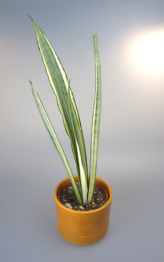 Sansevieria Beauty Sentation