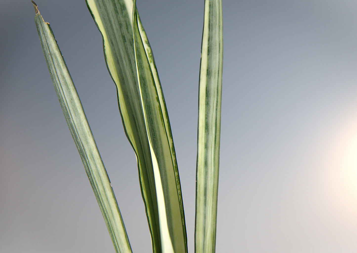Sansevieria Beauty Sentation