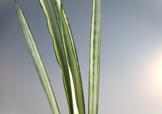Sansevieria Beauty Sentation