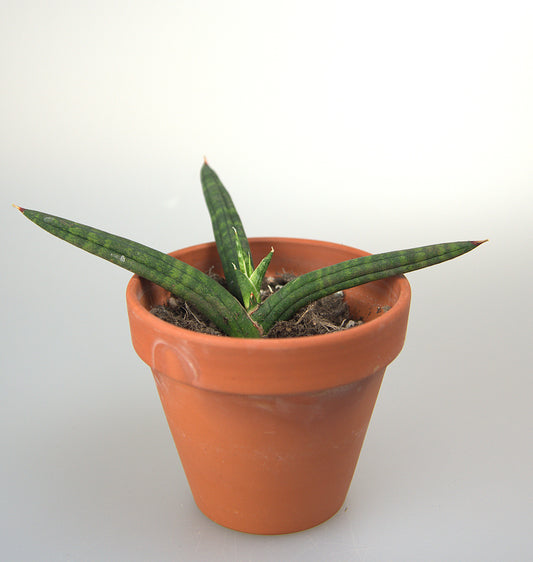 Sansevieria Bella Black