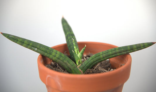 Sansevieria Bella Black