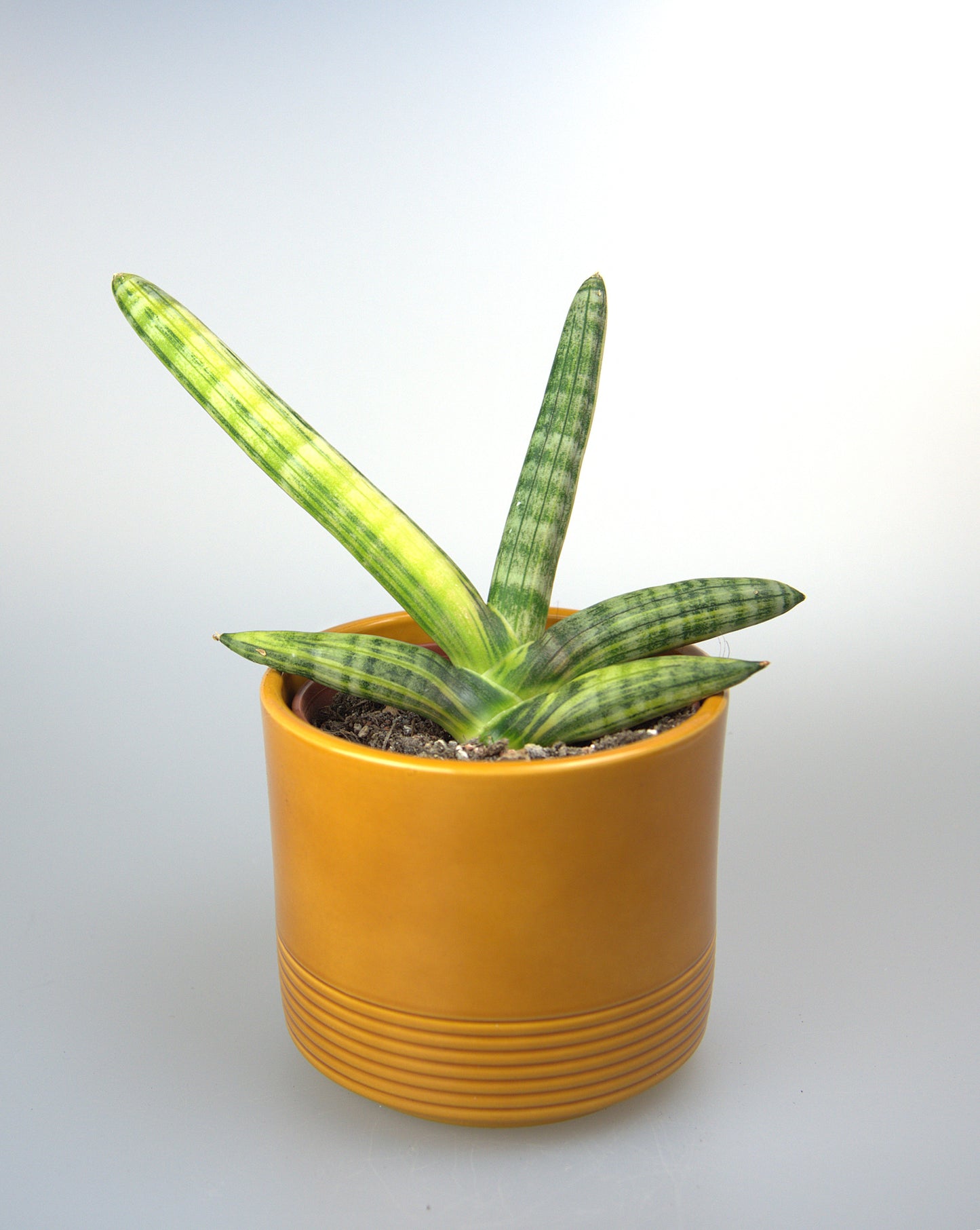 Sansevieria Boncel Variegated