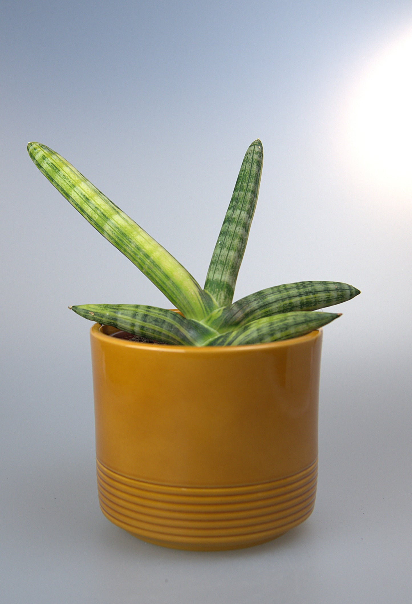 Sansevieria Boncel Variegated