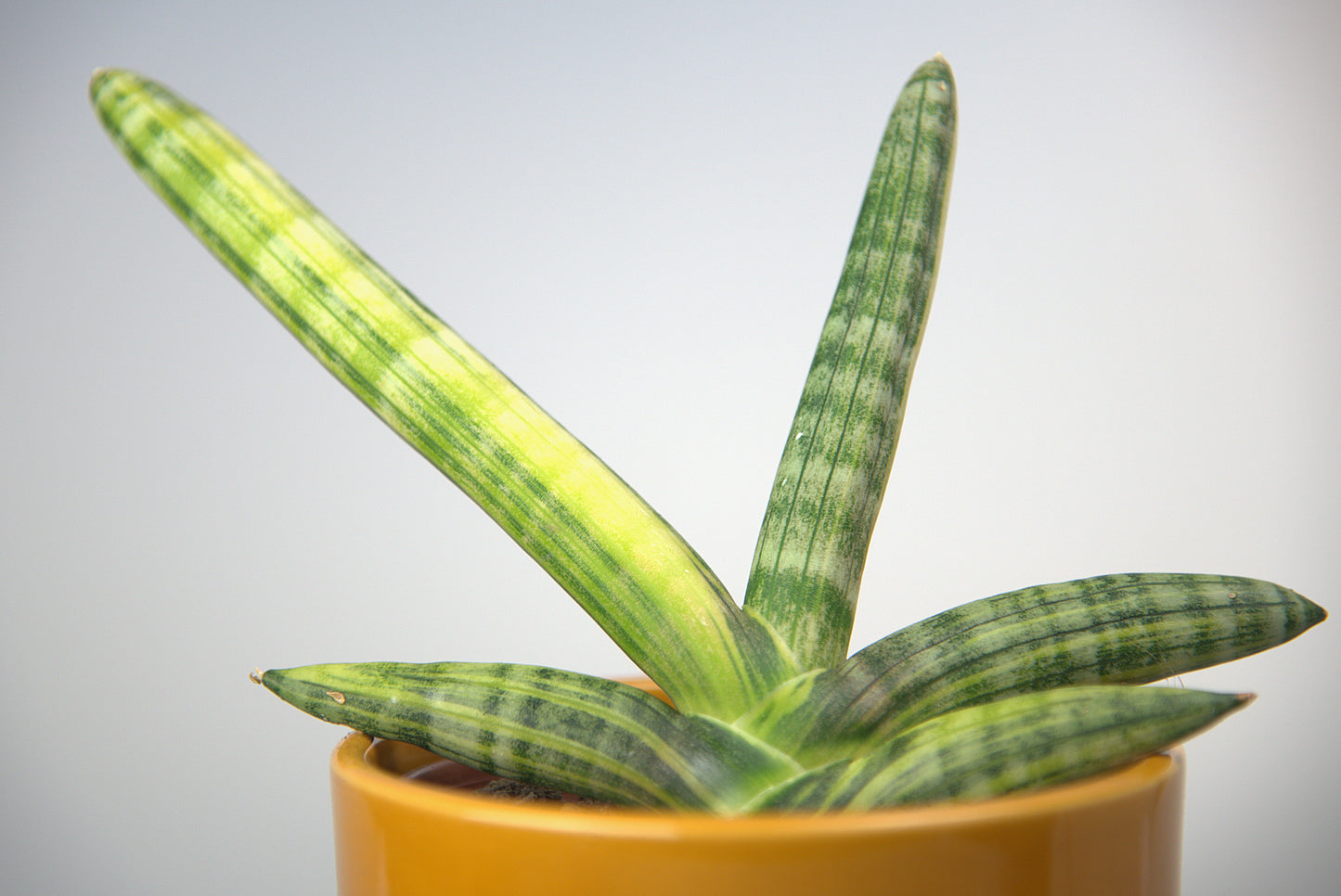 Sansevieria Boncel Variegated