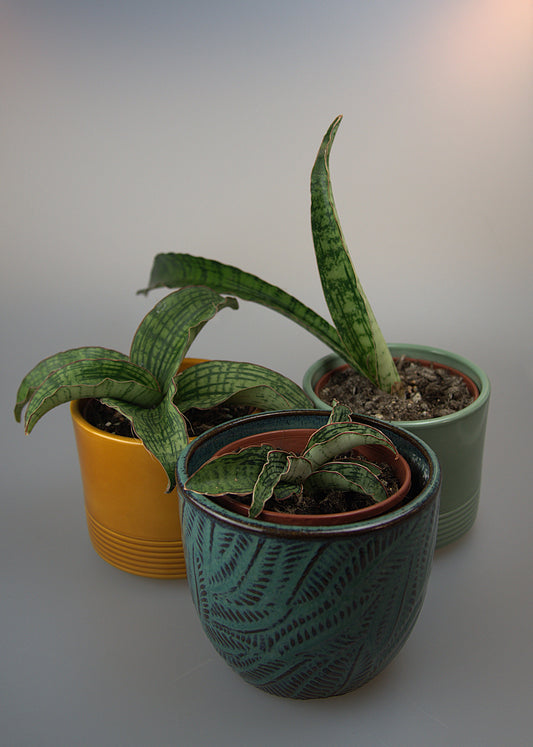 Sansevieria Cleopatra