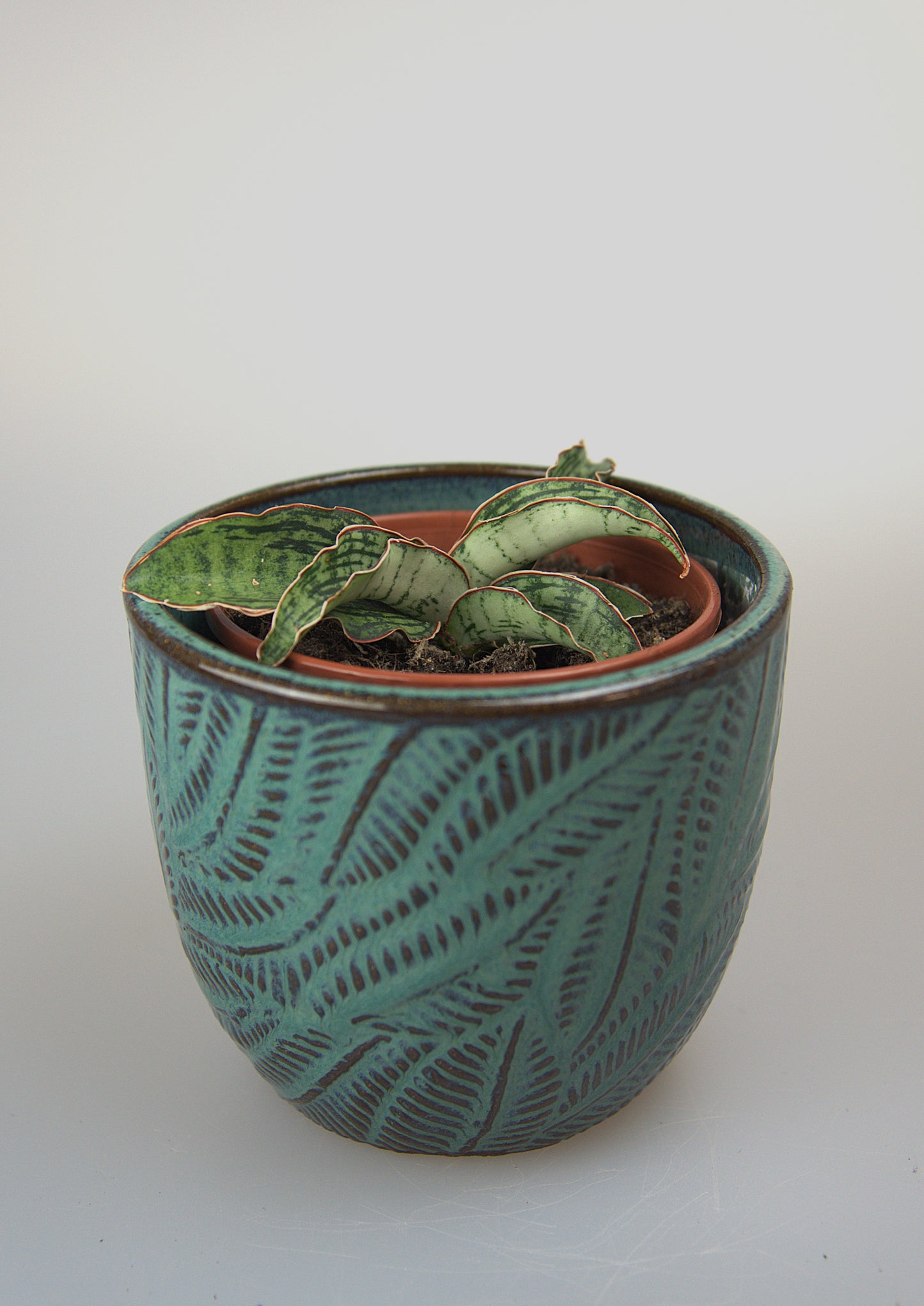 Sansevieria Cleopatra