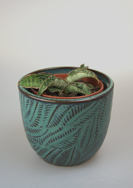 Sansevieria Cleopatra