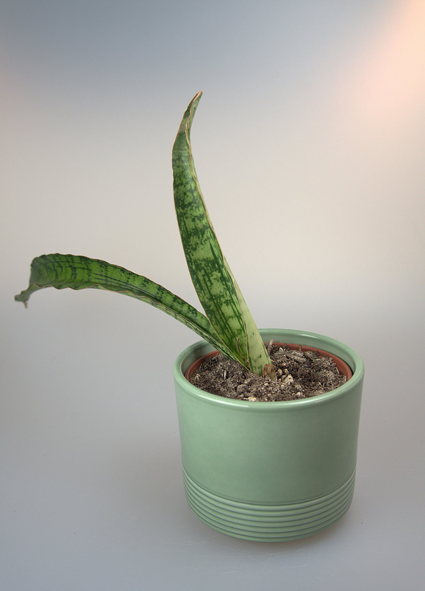 Sansevieria Cleopatra