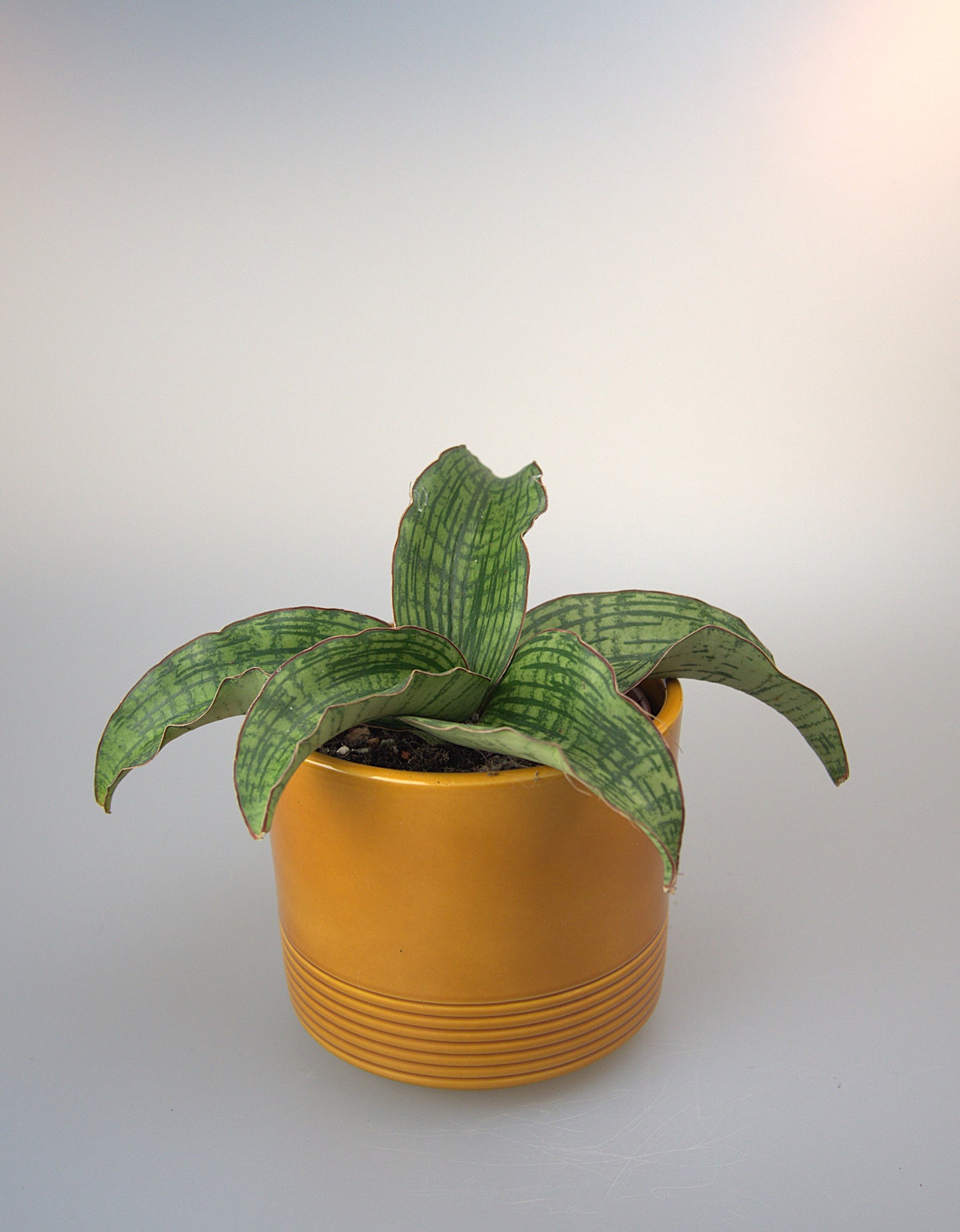 Sansevieria Cleopatra