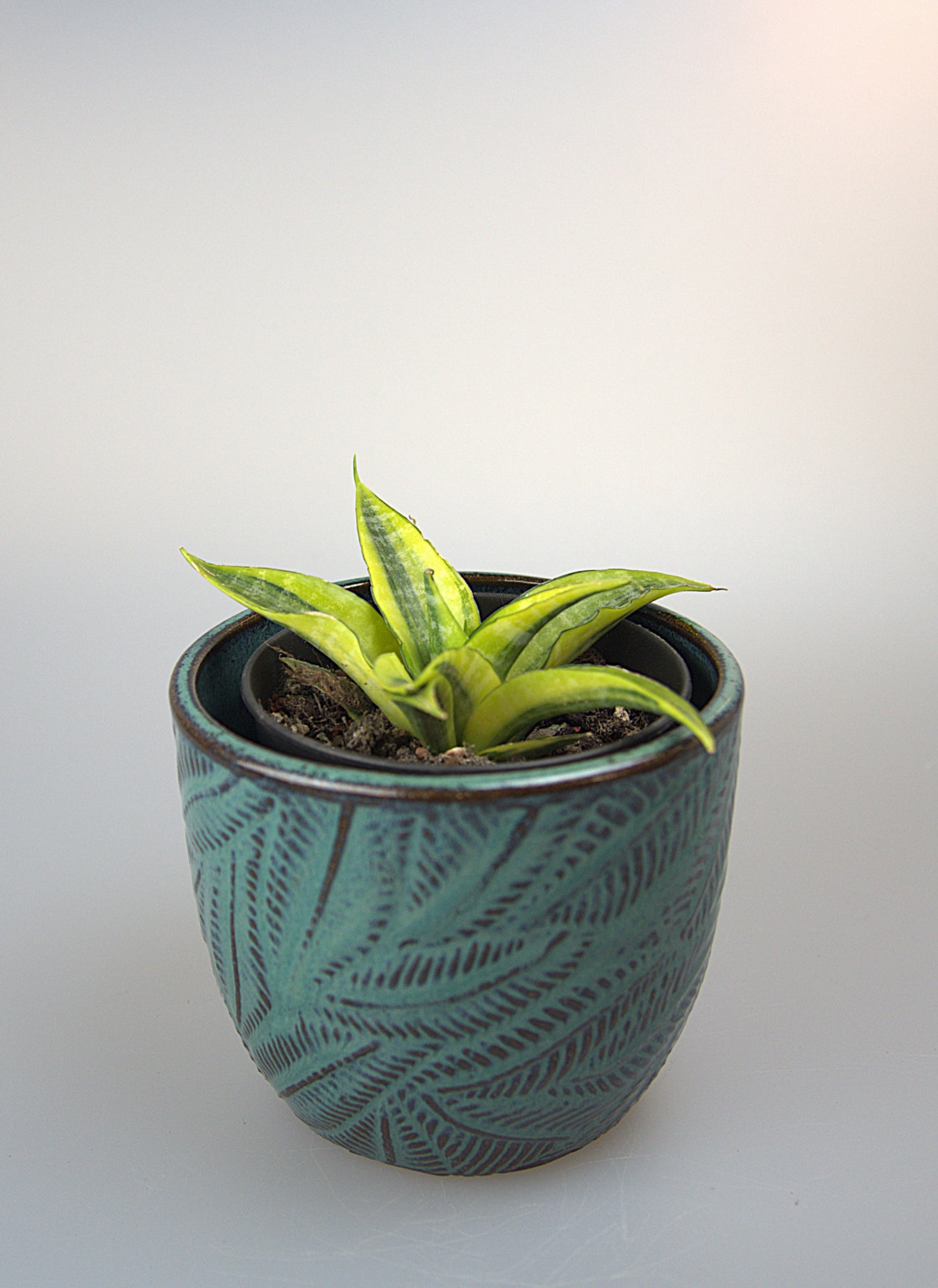 Sansevieria Cordova Variegated