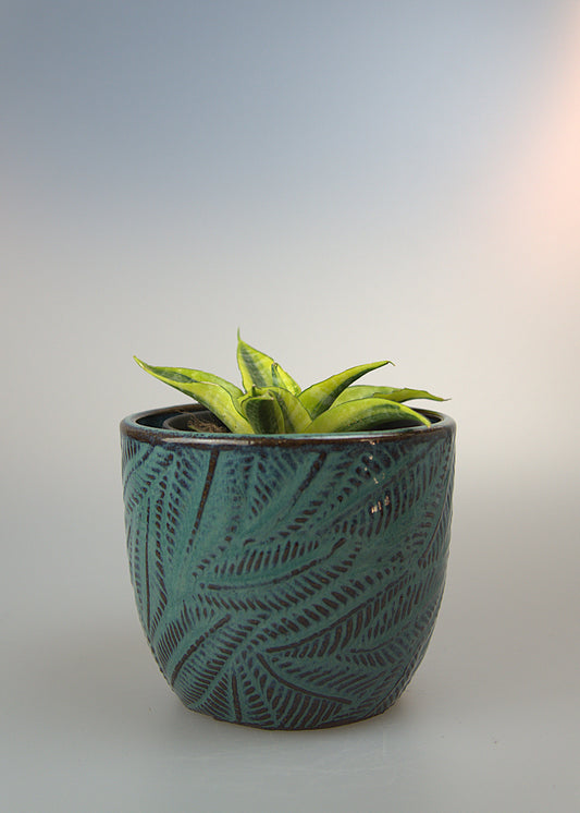 Sansevieria Cordova Variegated