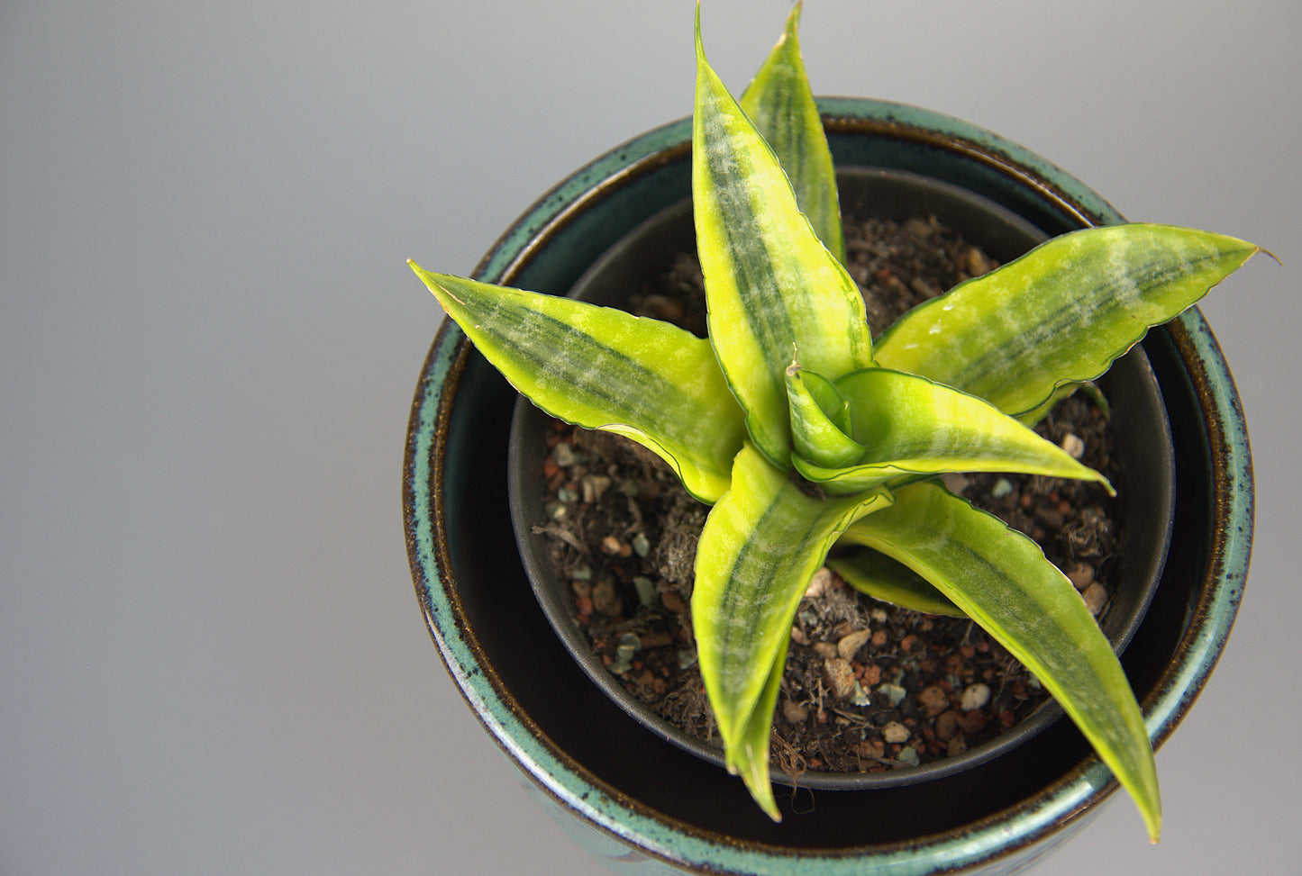 Sansevieria Cordova Variegated