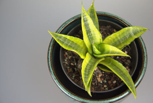 Sansevieria Cordova Variegated
