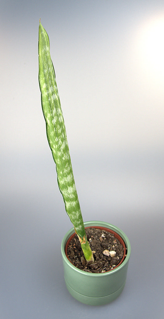 Sansevieria Craigii Mutation
