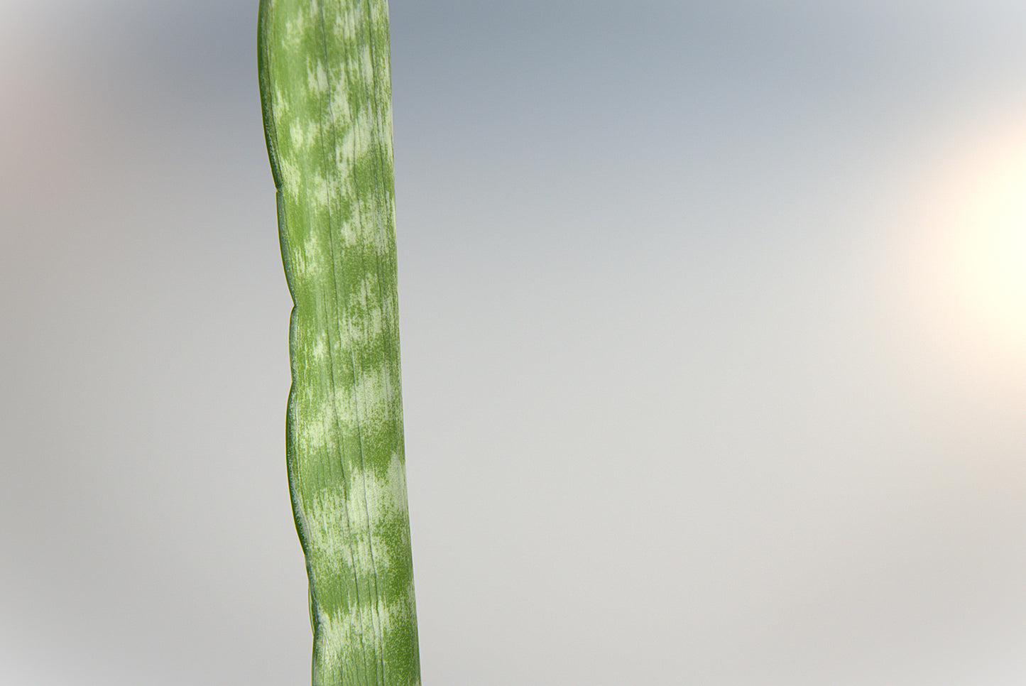 Sansevieria Craigii Mutation