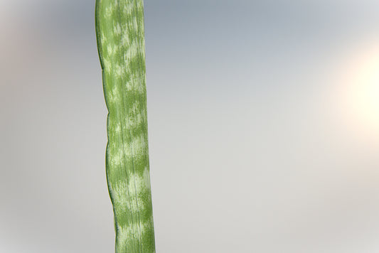Sansevieria Craigii Mutation