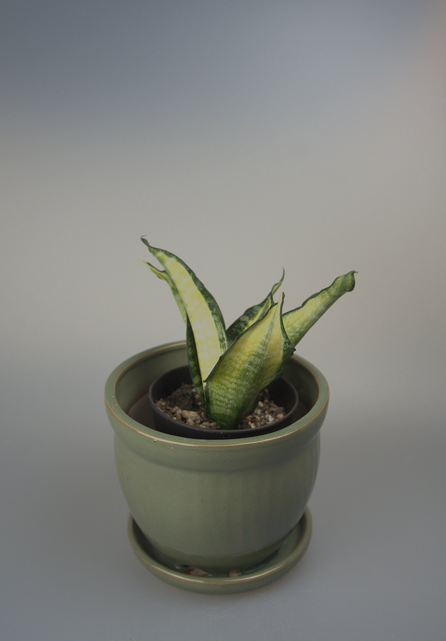 Sansevieria Trifasciata Futura Hendrika