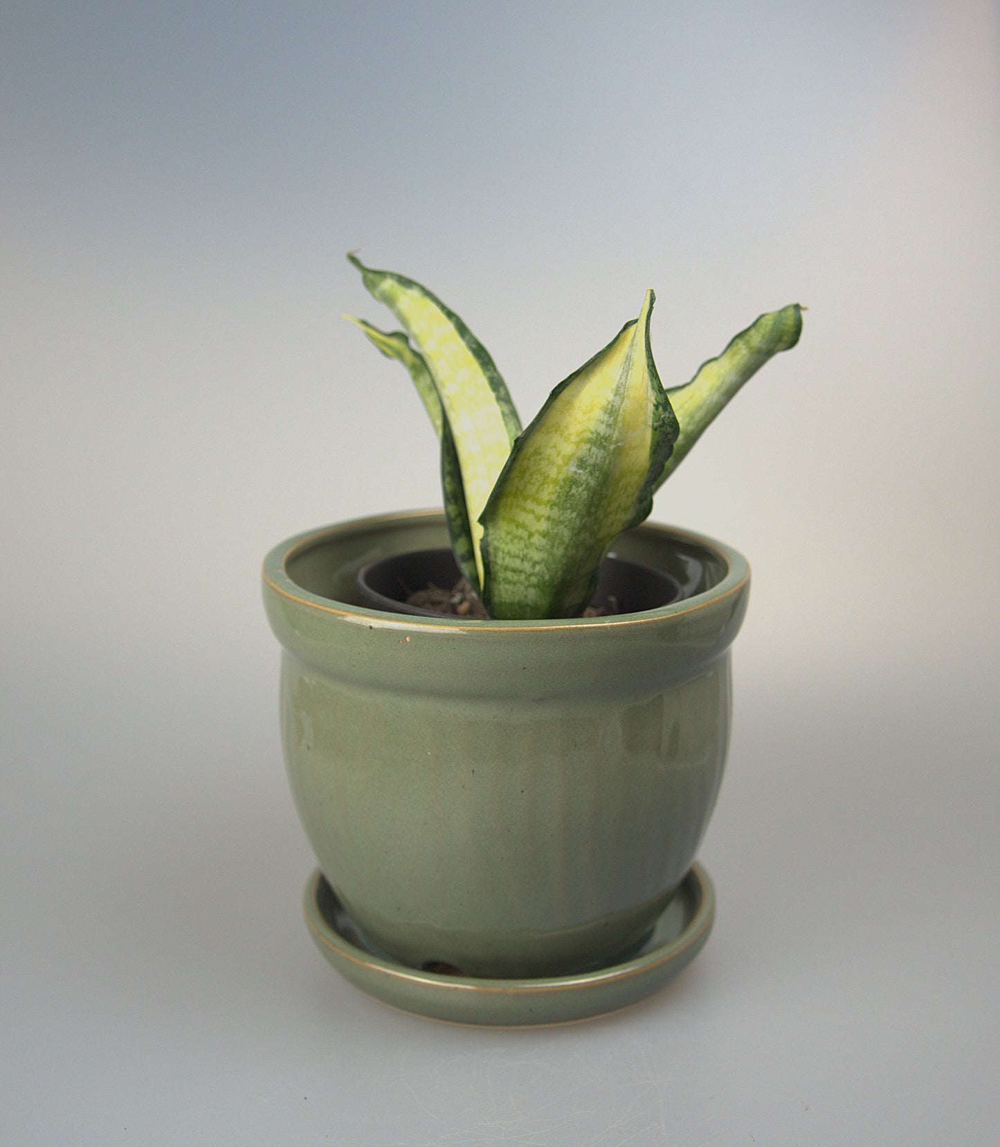Sansevieria Trifasciata Futura Hendrika