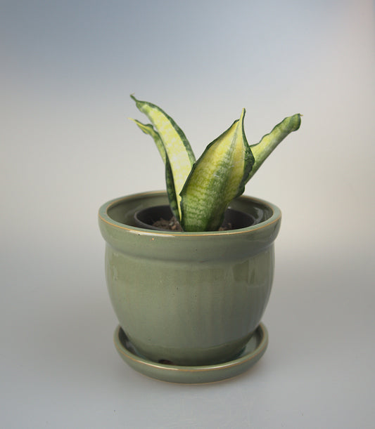 Sansevieria Trifasciata Futura Hendrika