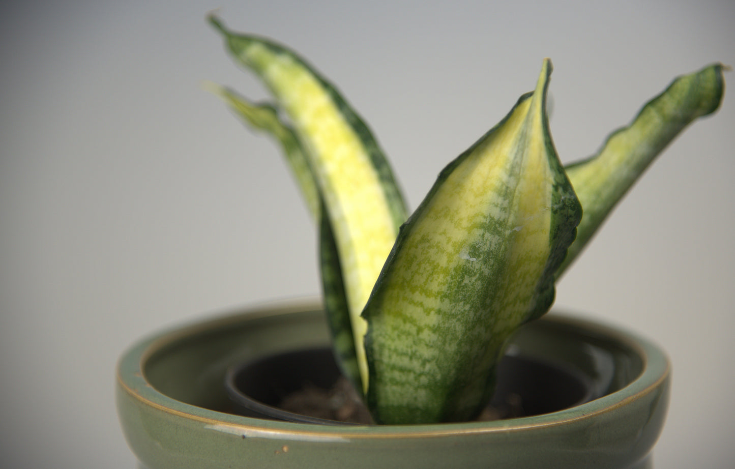 Sansevieria Trifasciata Futura Hendrika