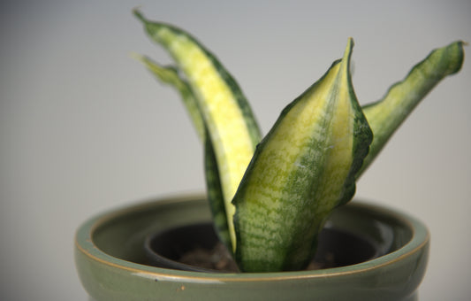 Sansevieria Trifasciata Futura Hendrika