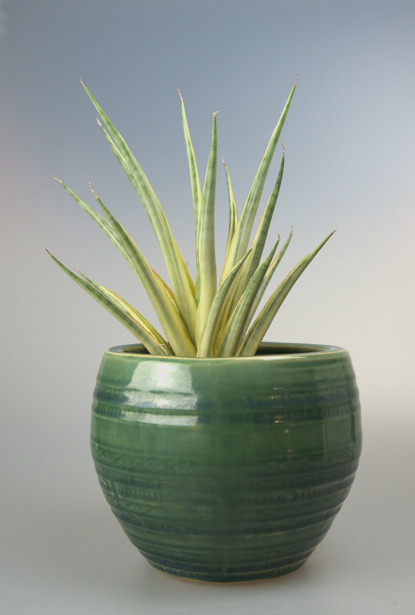 Sansevieria Gracillima Variegated