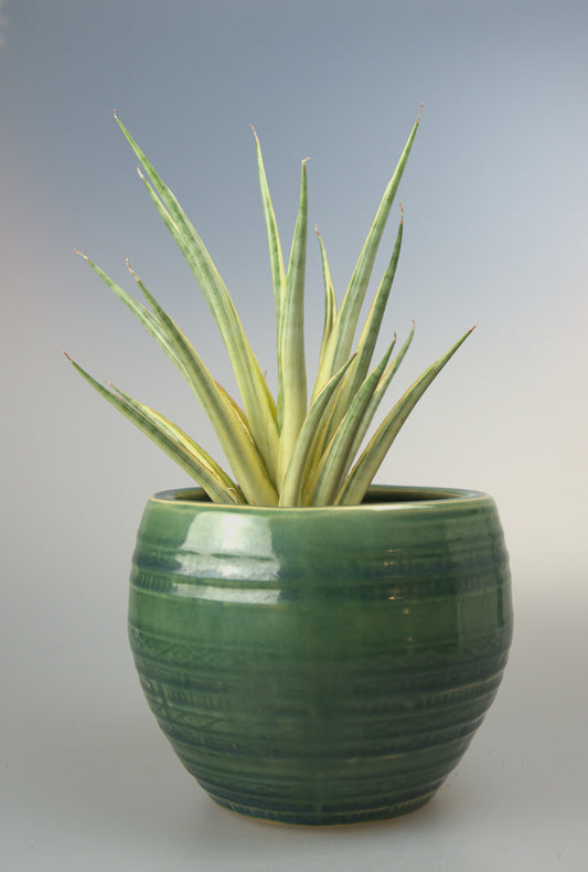 Sansevieria Gracillima Variegated