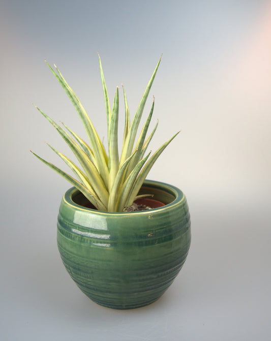 Sansevieria Gracillima Variegated