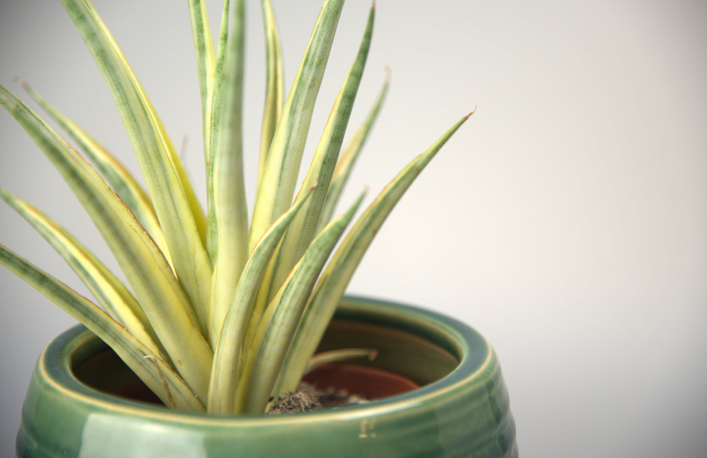 Sansevieria Gracillima Variegated